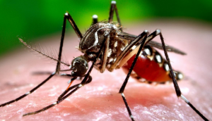 Zika Virus and Pregnancy